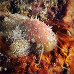 Stomatella auricula